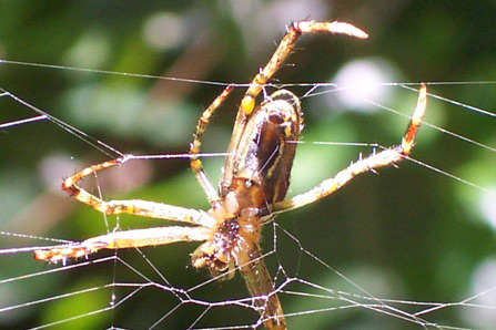 Enamelled Spider - Spider species | OBOBAS JISHEBI | ობობას ჯიშები